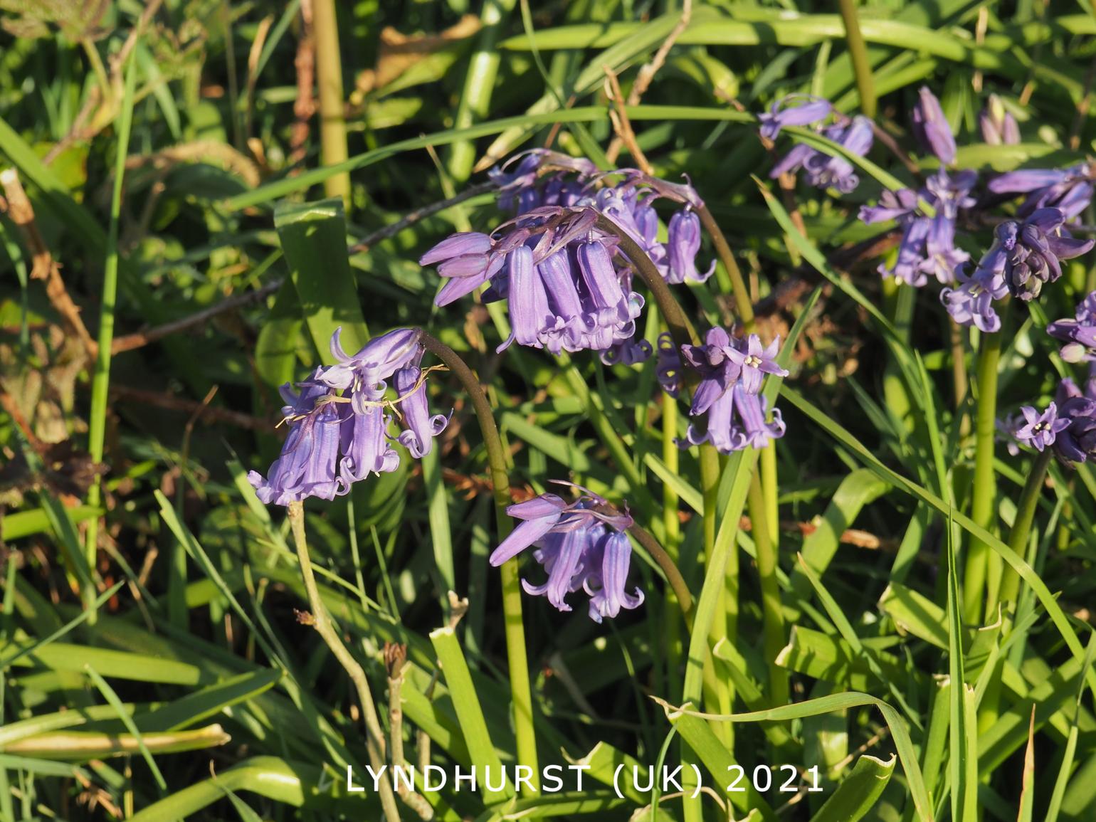 Bluebell